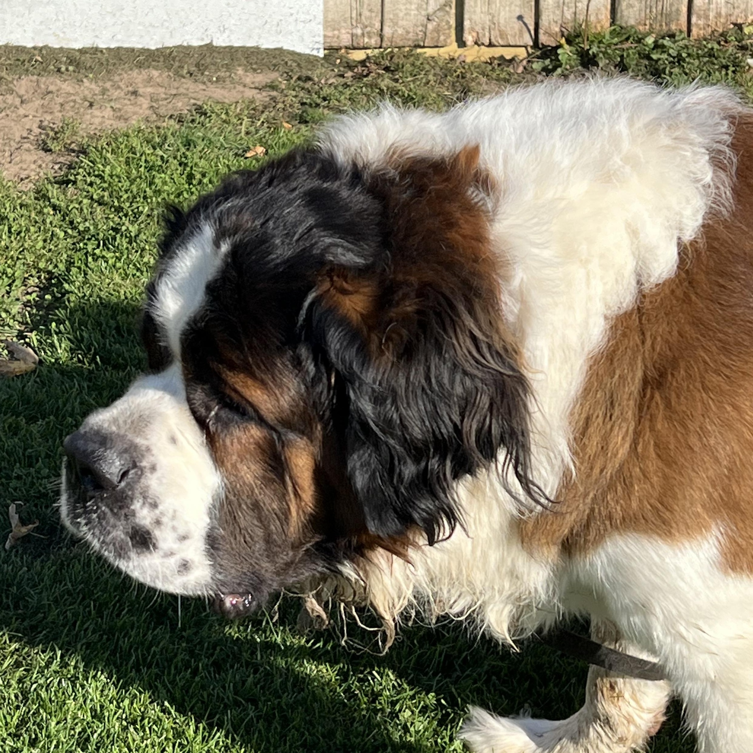 Enlarge Butch, a Adoptable Saint Bernard in Elkton, MI image 4/4