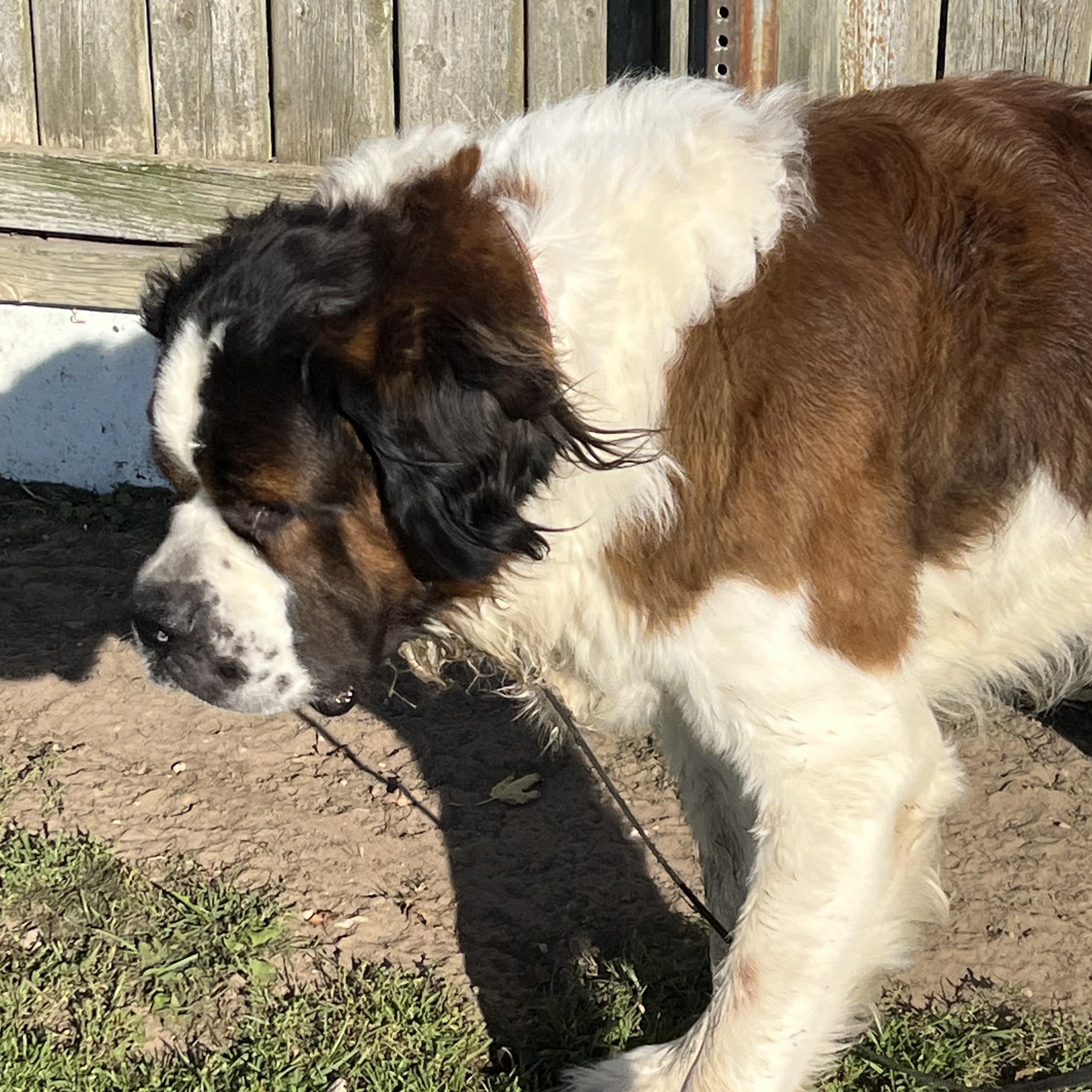Enlarge Butch, a Adoptable Saint Bernard in Elkton, MI image 2/4