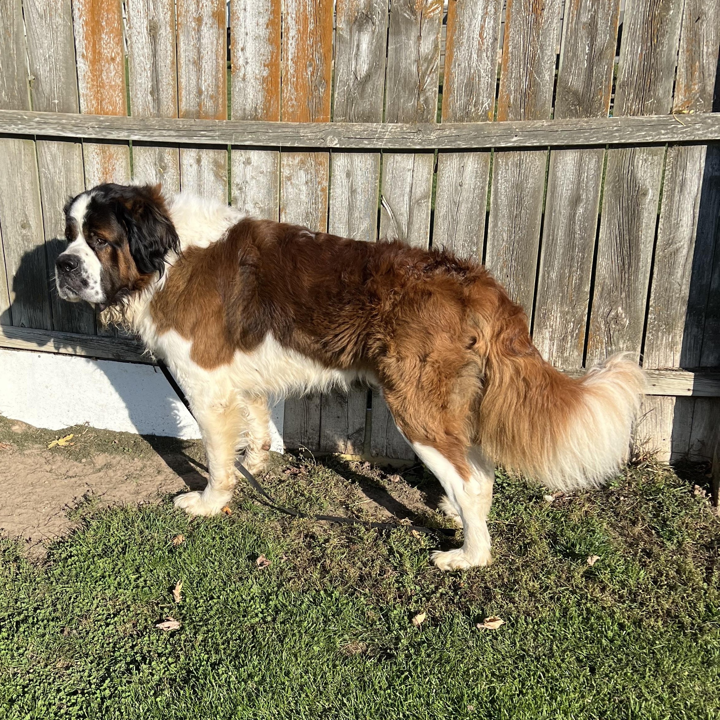 Butch, Adoptable, Adult Male Saint Bernard.