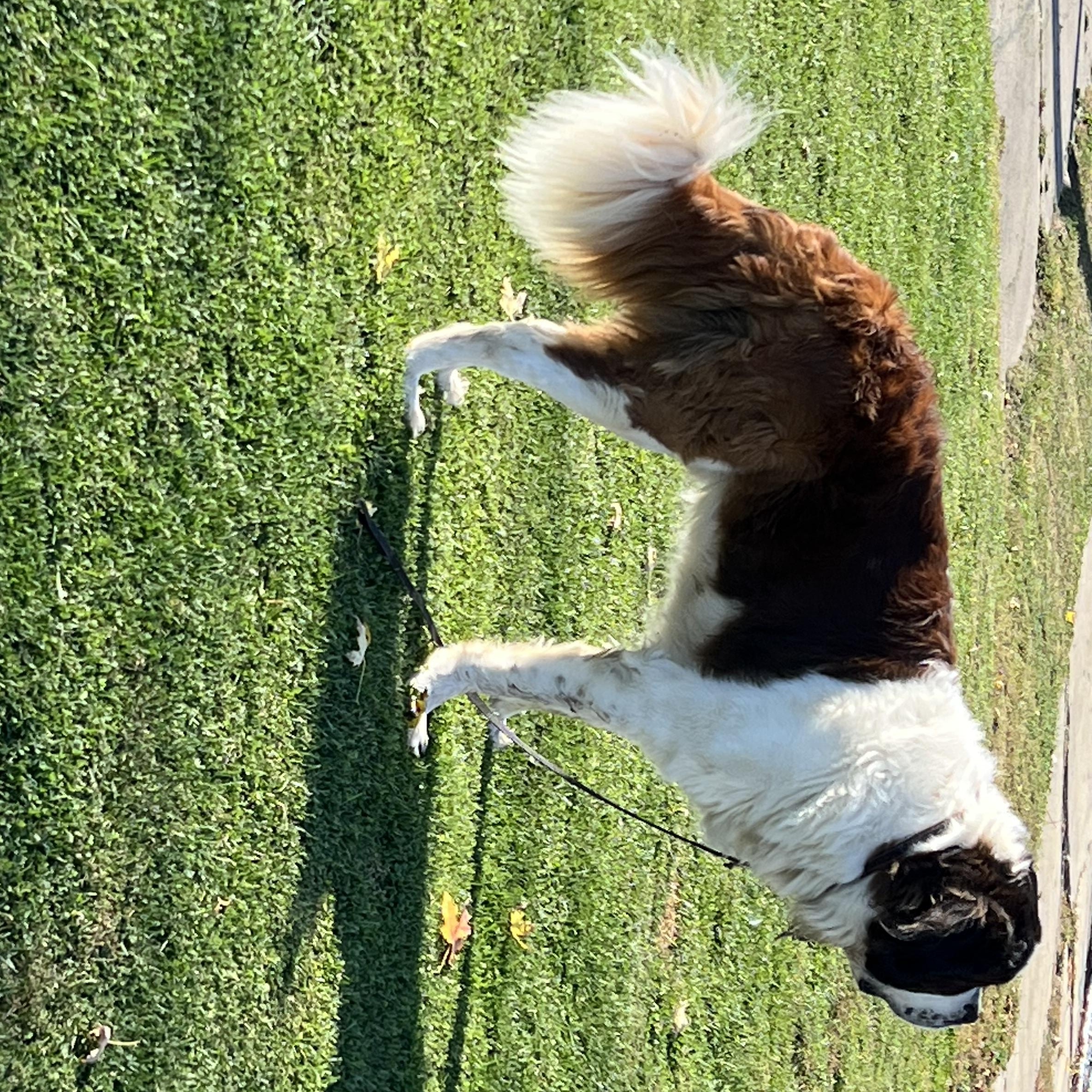 Enlarge Butch, a Adoptable Saint Bernard in Elkton, MI image 3/4