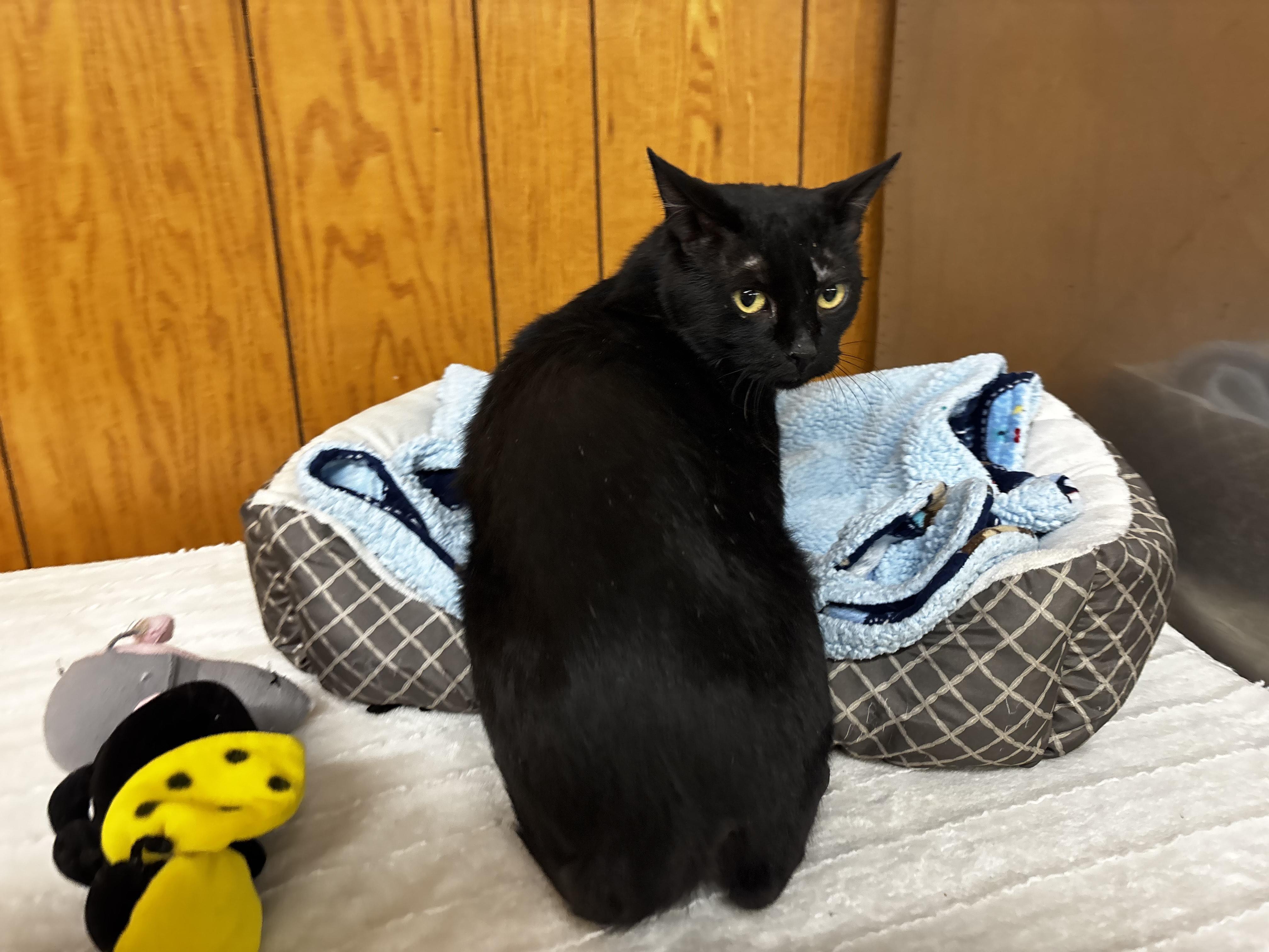 Bear, Adoptable, Adult Male Domestic Short Hair.