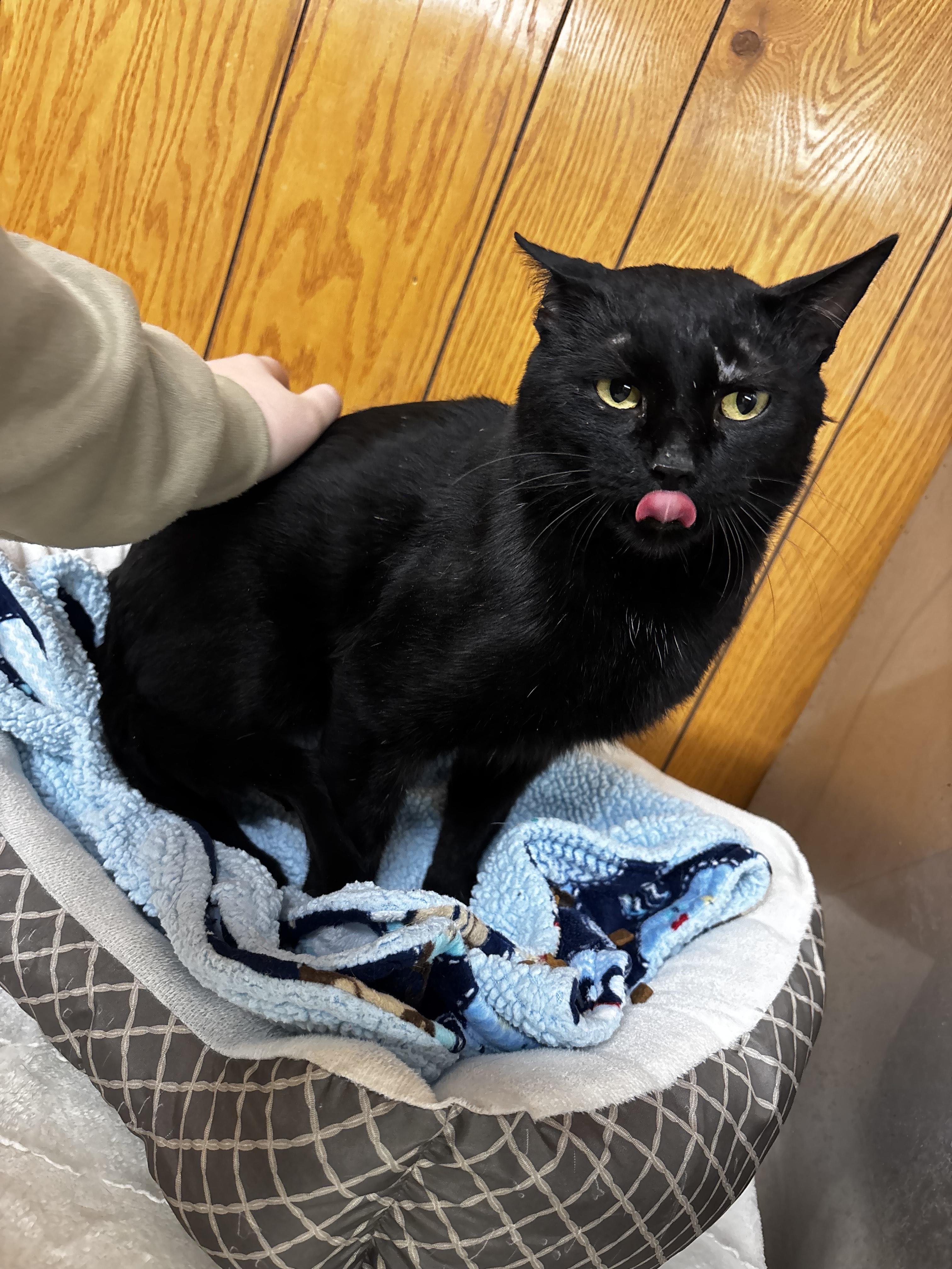 Enlarge Bear, a Adoptable Domestic Short Hair in Fort Madison, IA image 2/5