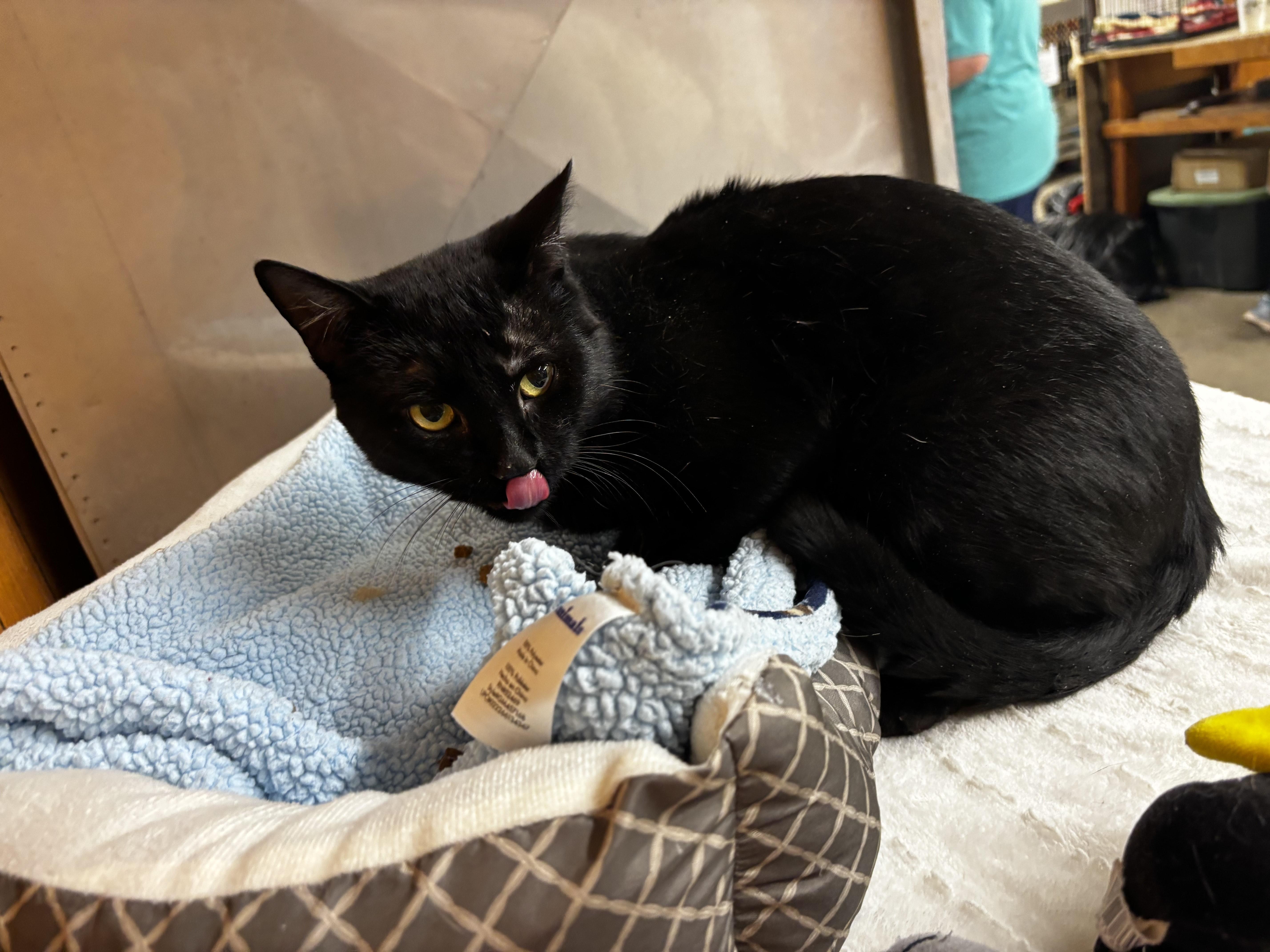 Enlarge Bear, a Adoptable Domestic Short Hair in Fort Madison, IA image 3/5