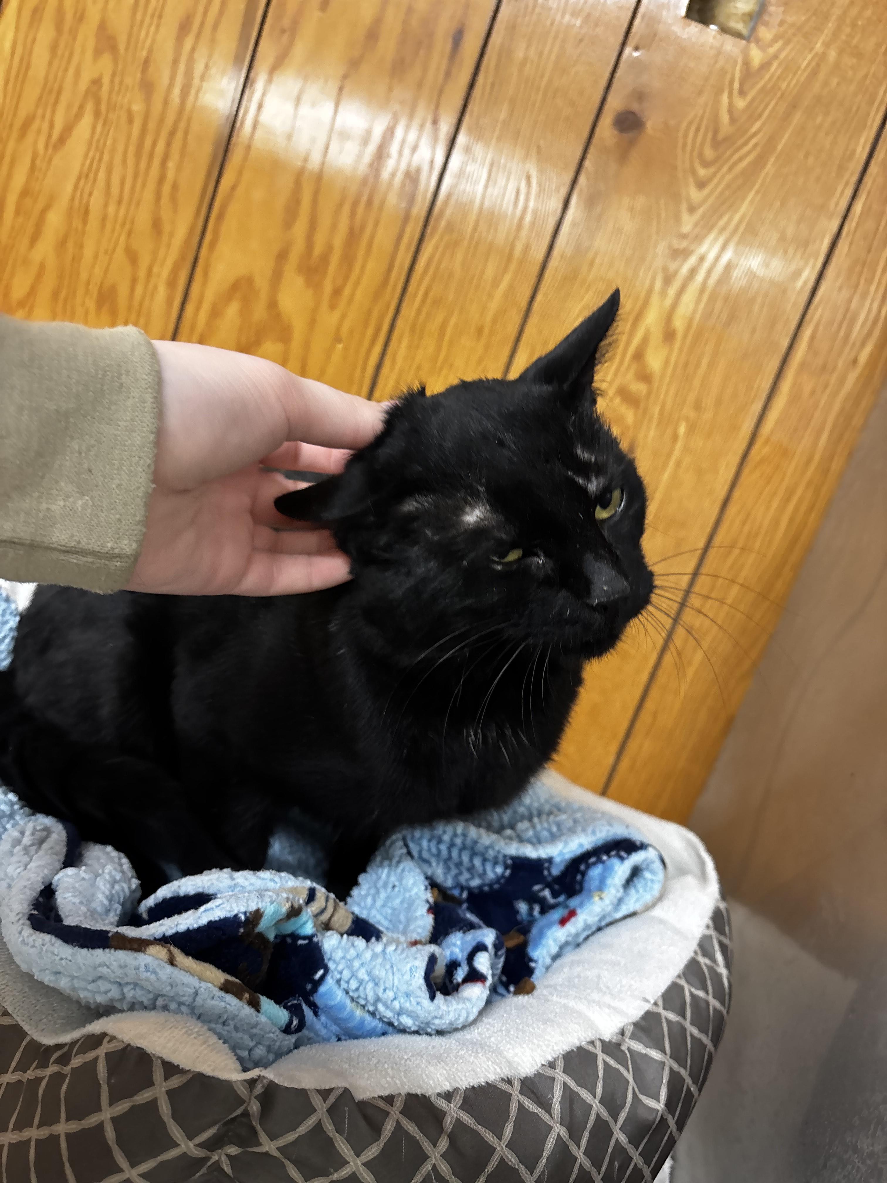 Enlarge Bear, a Adoptable Domestic Short Hair in Fort Madison, IA image 4/5