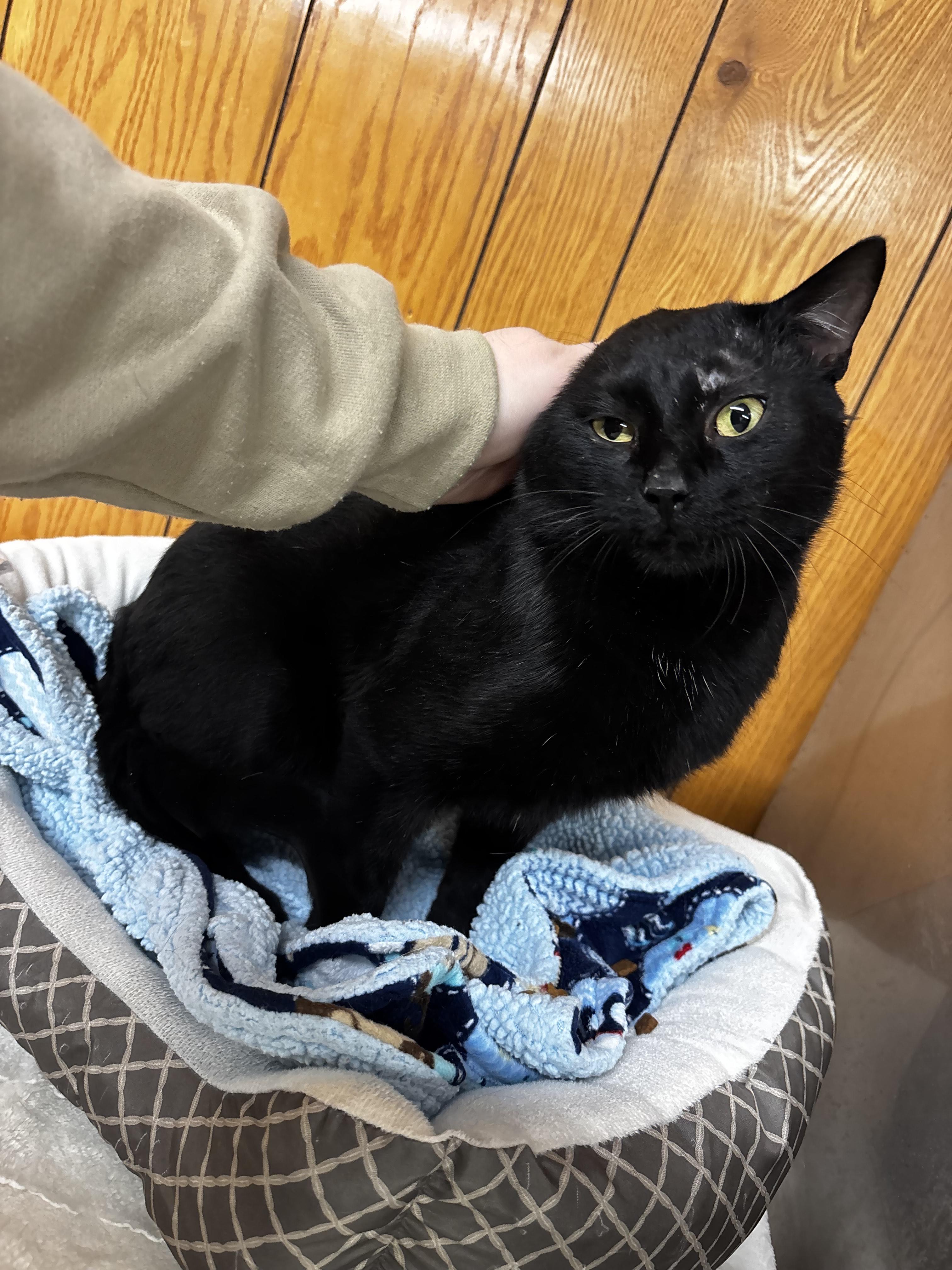 Enlarge Bear, a Adoptable Domestic Short Hair in Fort Madison, IA image 5/5