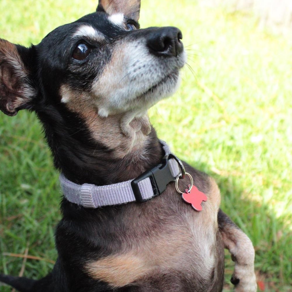 Bella, a Adoptable mixed breed in Orange Park, FL image 4/6