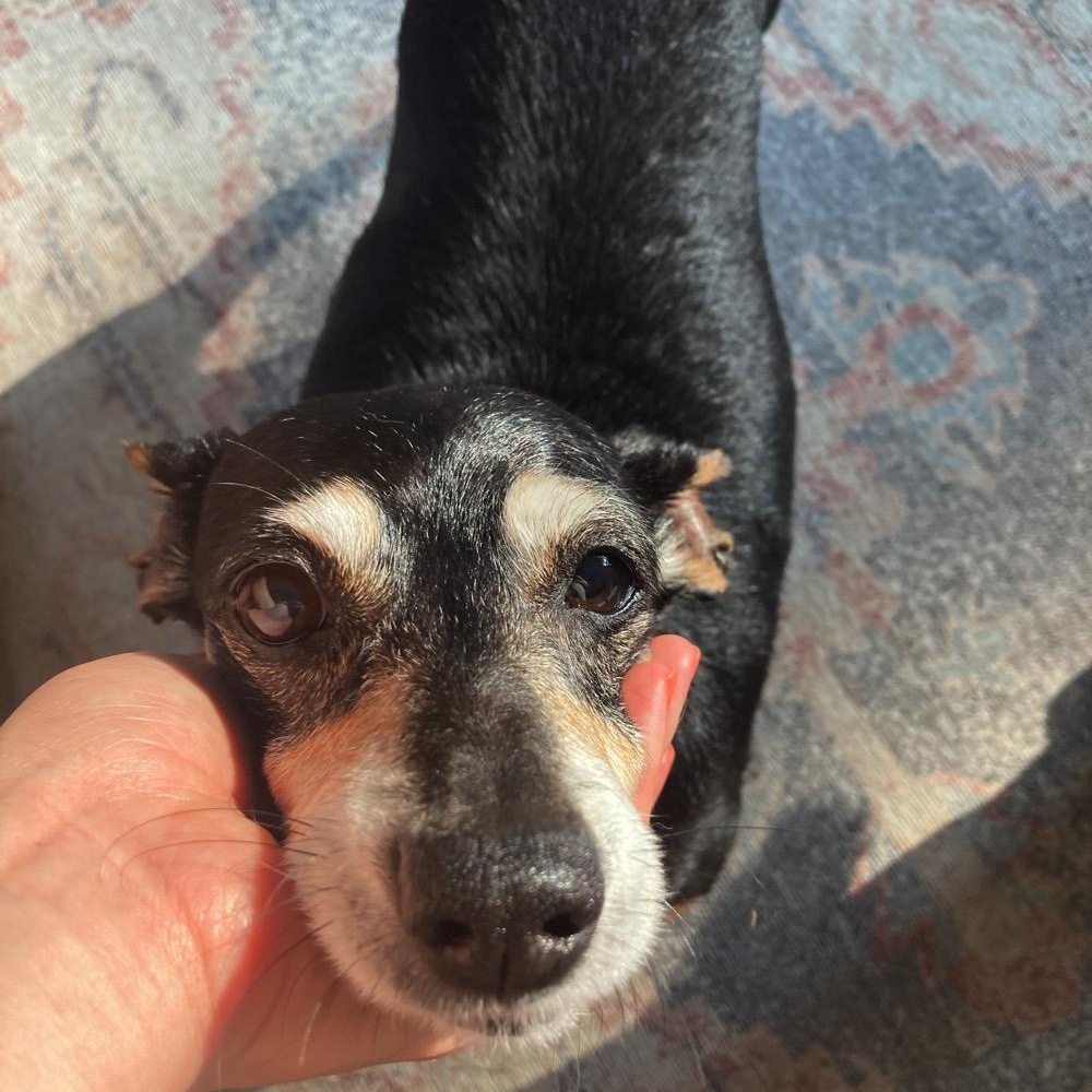 Bella, a Adoptable mixed breed in Orange Park, FL image 5/6