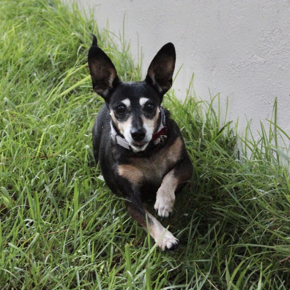 Bella, a Adoptable mixed breed in Orange Park, FL image 1/6