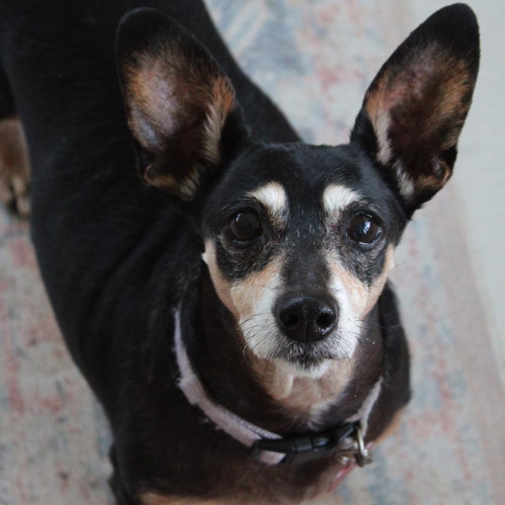 Bella, a Adoptable mixed breed in Orange Park, FL image 3/6