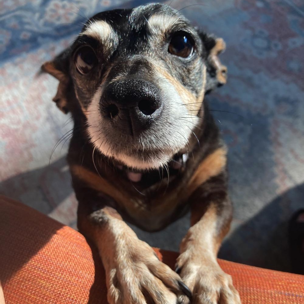Bella, Adoptable, Senior Female Dachshund & Chiweenie.