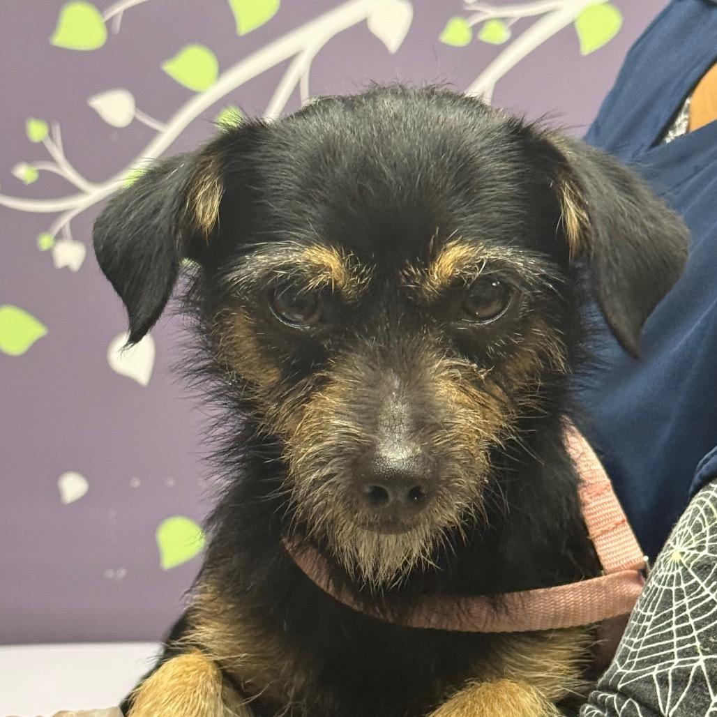 Inosuke (In Foster), Adoptable, Adult Male Terrier.