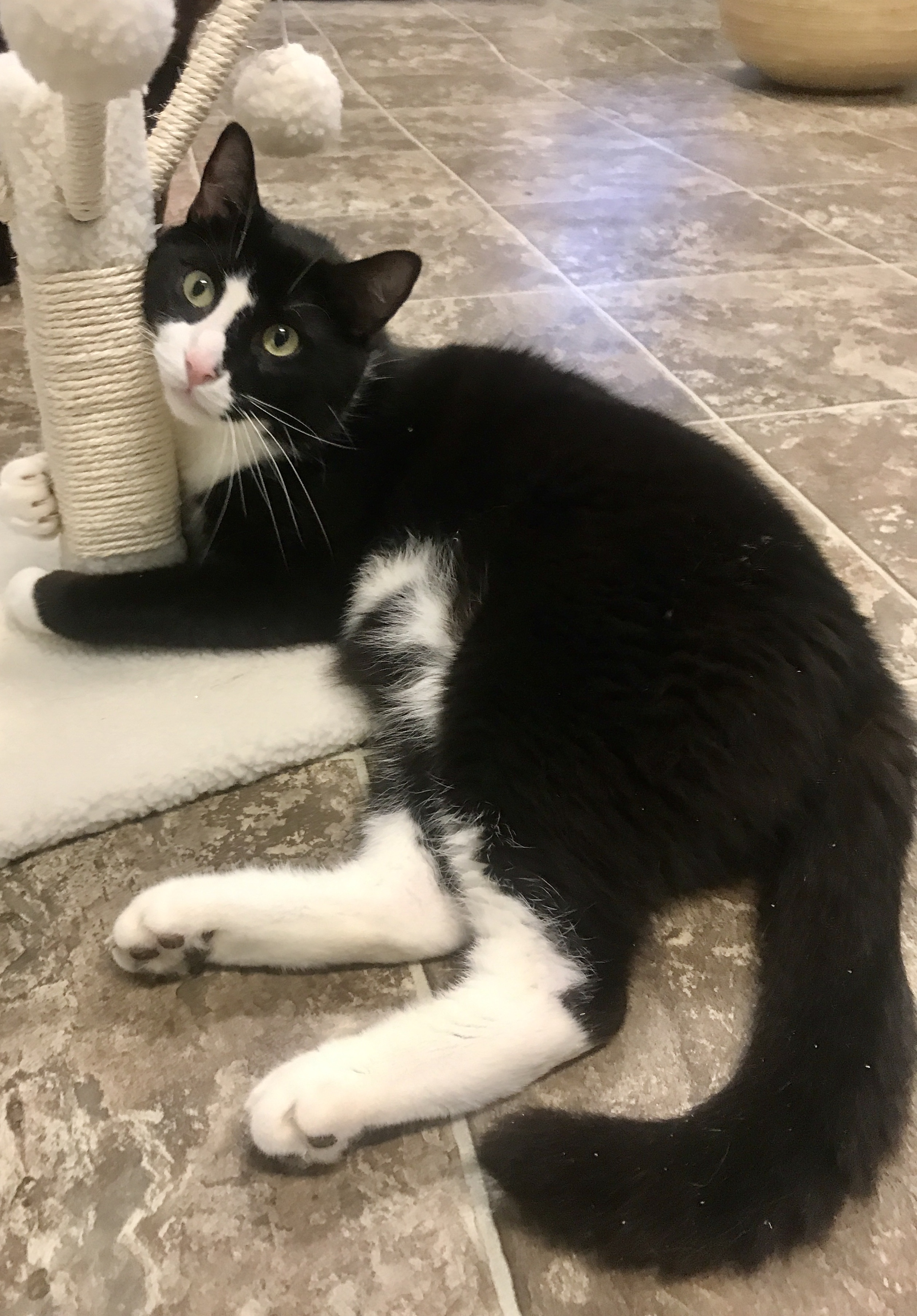 JERRY, Adoptable, Adult Male Domestic Short Hair.