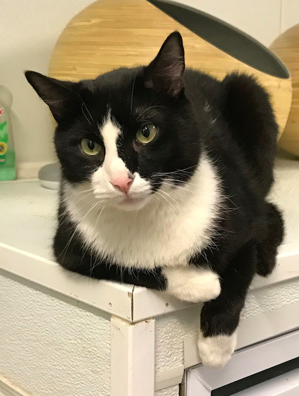 Enlarge JERRY, a Adoptable Domestic Short Hair in Mahwah, NJ image 2/10