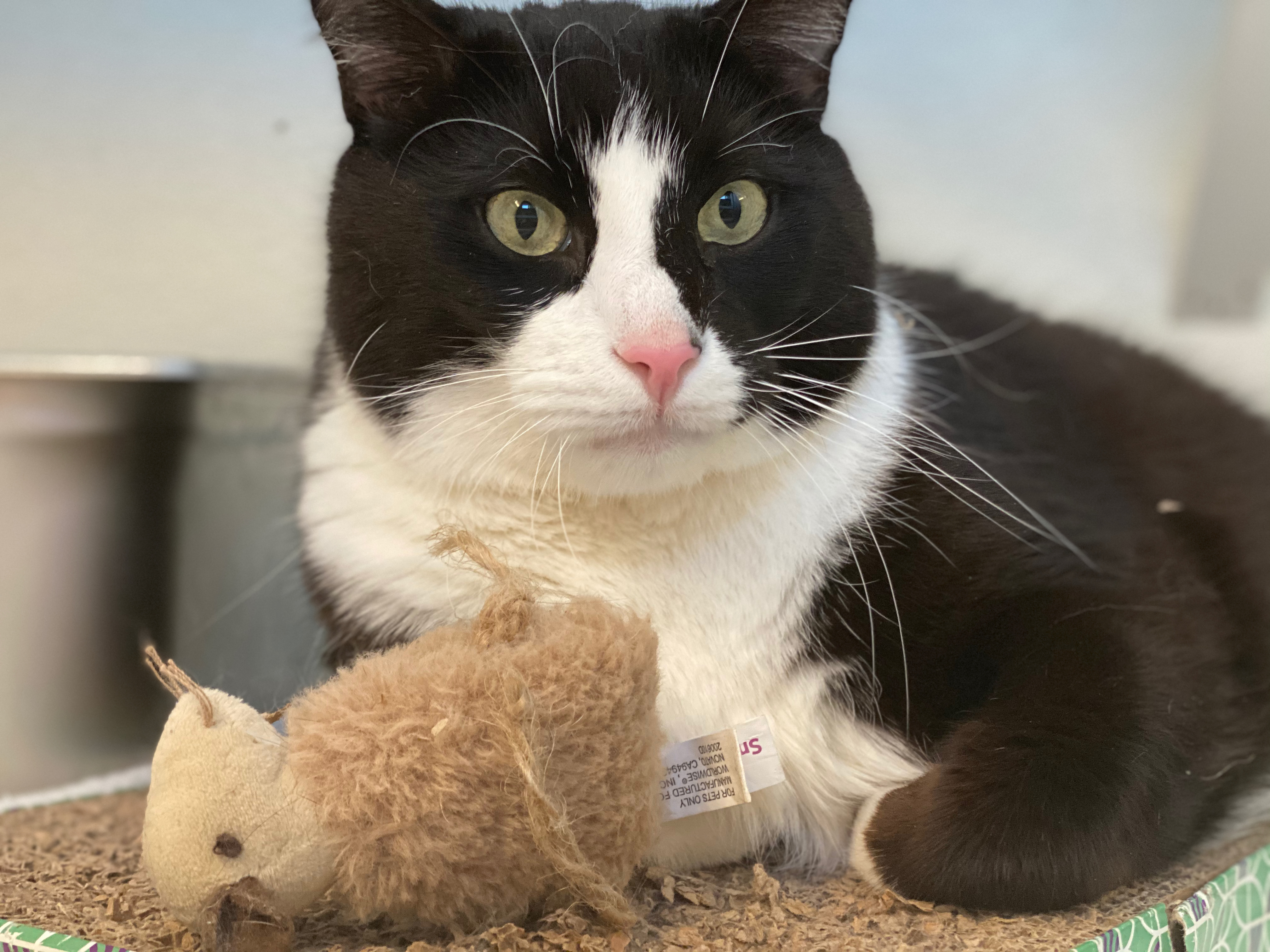 Enlarge JERRY, a Adoptable Domestic Short Hair in Mahwah, NJ image 3/10