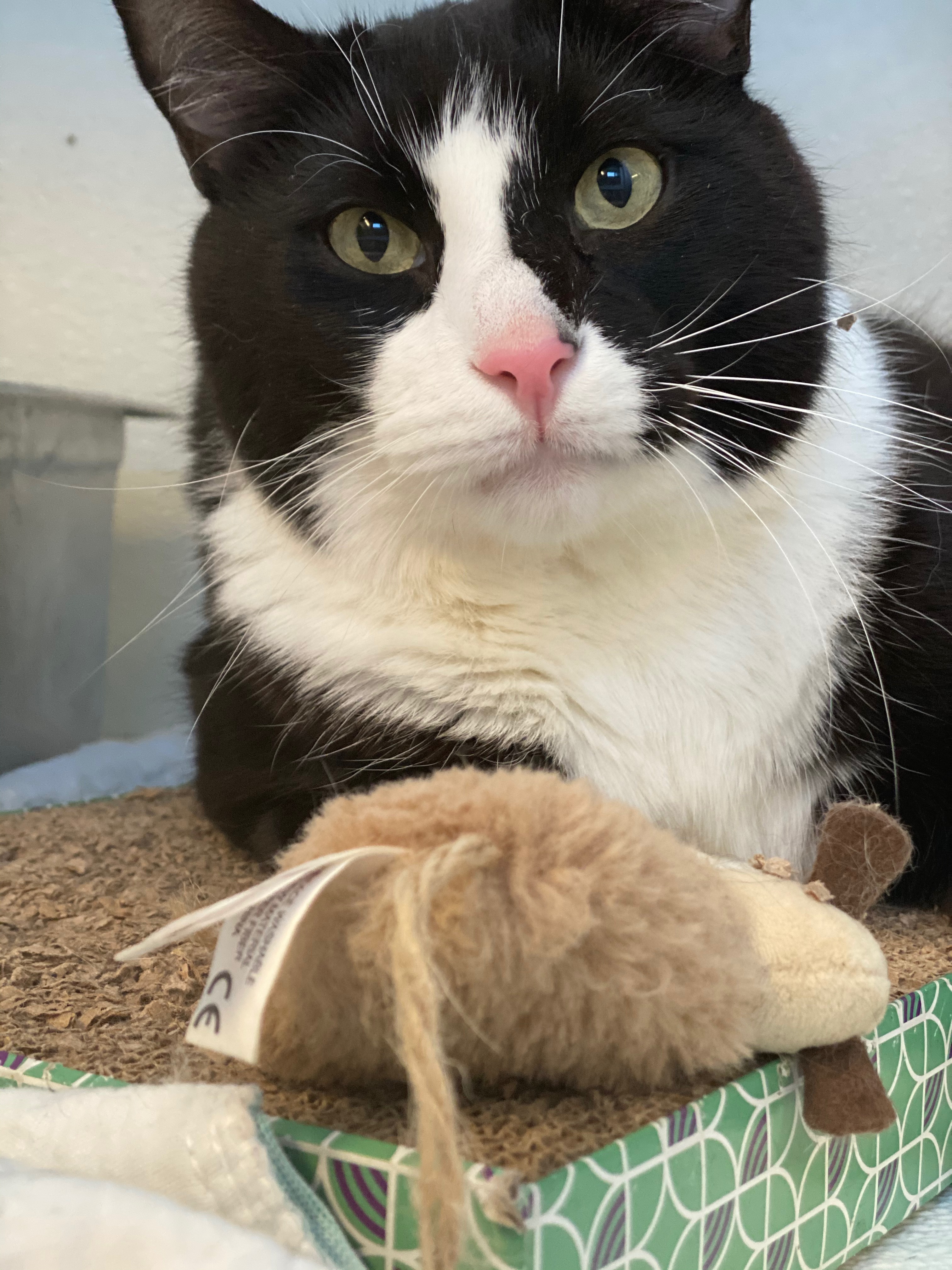 Enlarge JERRY, a Adoptable Domestic Short Hair in Mahwah, NJ image 4/10