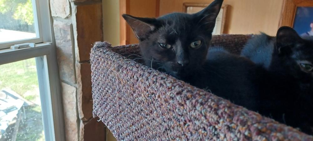 Enlarge Spritz, a Adoptable Domestic Short Hair in Orlando, FL image 1/6