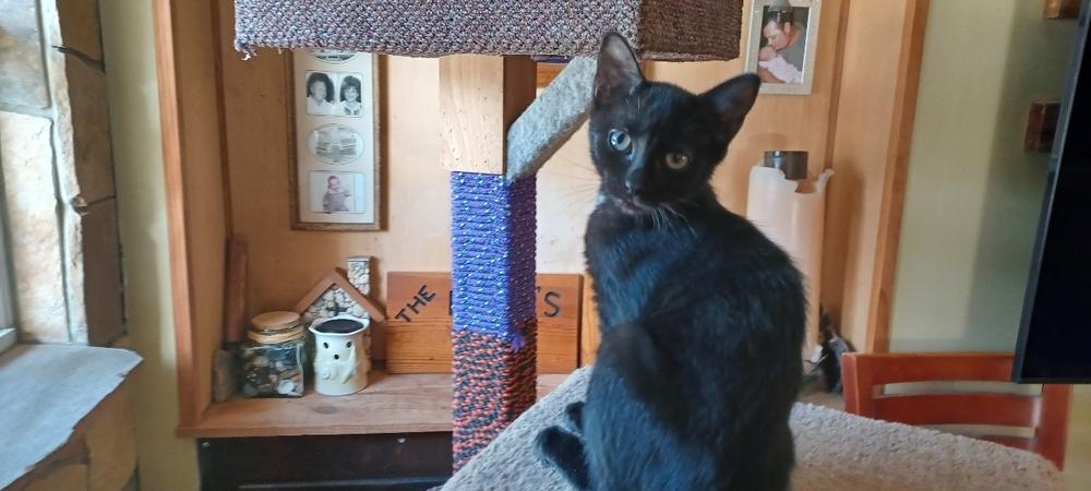 Enlarge Spritz, a Adoptable Domestic Short Hair in Orlando, FL image 2/6