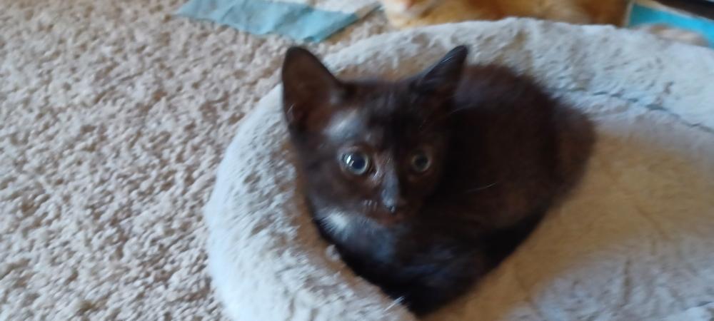 Enlarge Spritz, a Adoptable Domestic Short Hair in Orlando, FL image 3/6