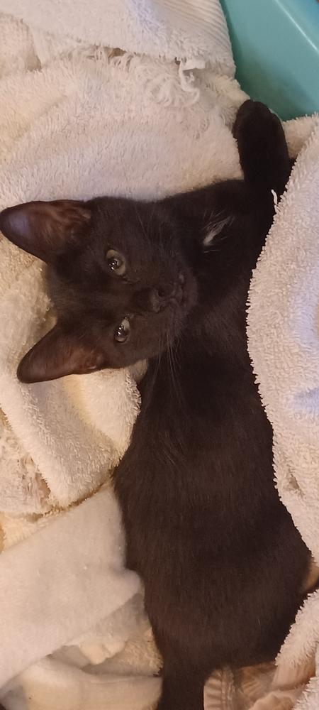 Enlarge Spritz, a Adoptable Domestic Short Hair in Orlando, FL image 4/6