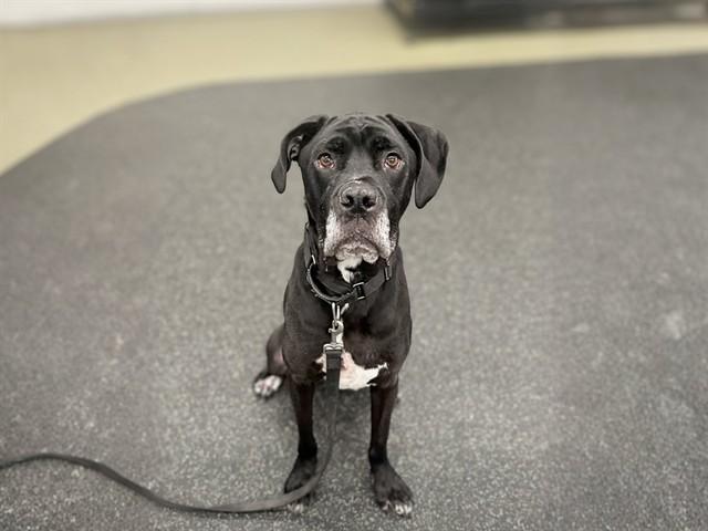 BUCKY, Adoptable, Adult Male Boxer & Mixed Breed.