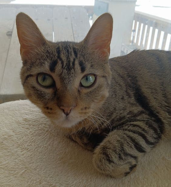 Enlarge Winter, an adoptable mixed breed in Owatonna, MN image 1/4