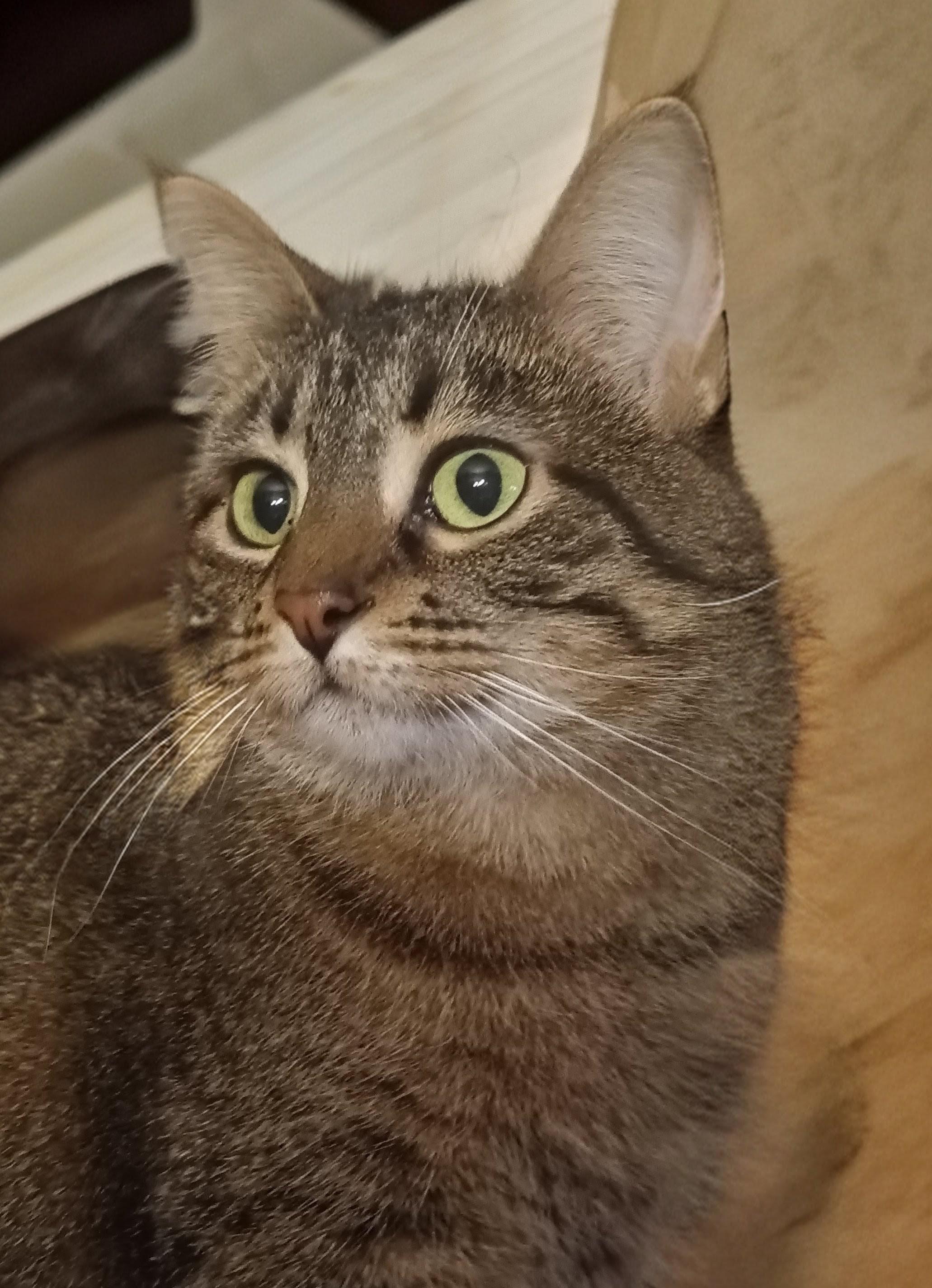 Winter, an adoptable mixed breed in Owatonna, MN image 2/5