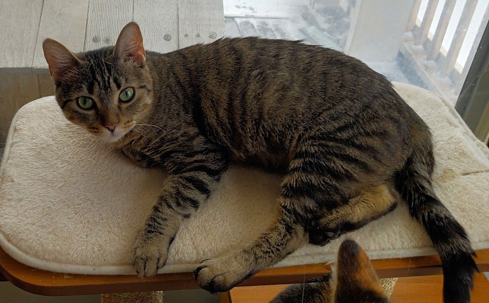 Enlarge Winter, an adoptable mixed breed in Owatonna, MN image 2/4