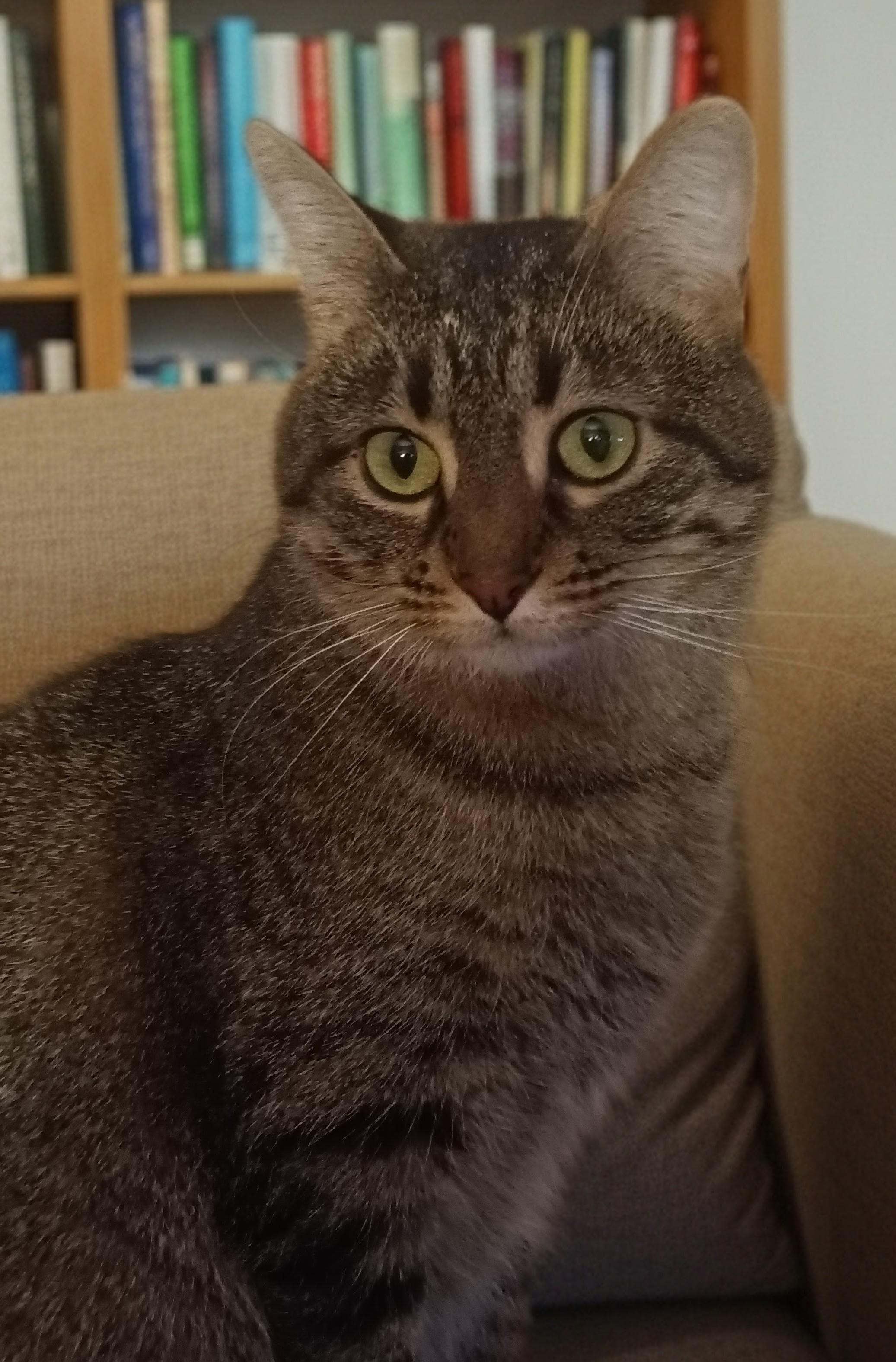 Winter, adoptable, Adult Female Tabby & Domestic Short Hair.