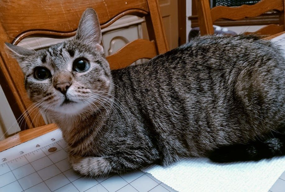 Enlarge Winter, an adoptable mixed breed in Owatonna, MN image 3/4