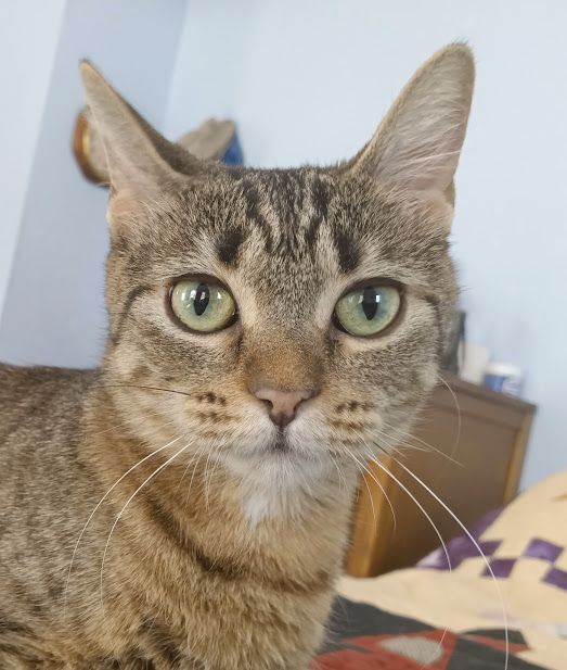 Enlarge Winter, an adoptable mixed breed in Owatonna, MN image 4/4