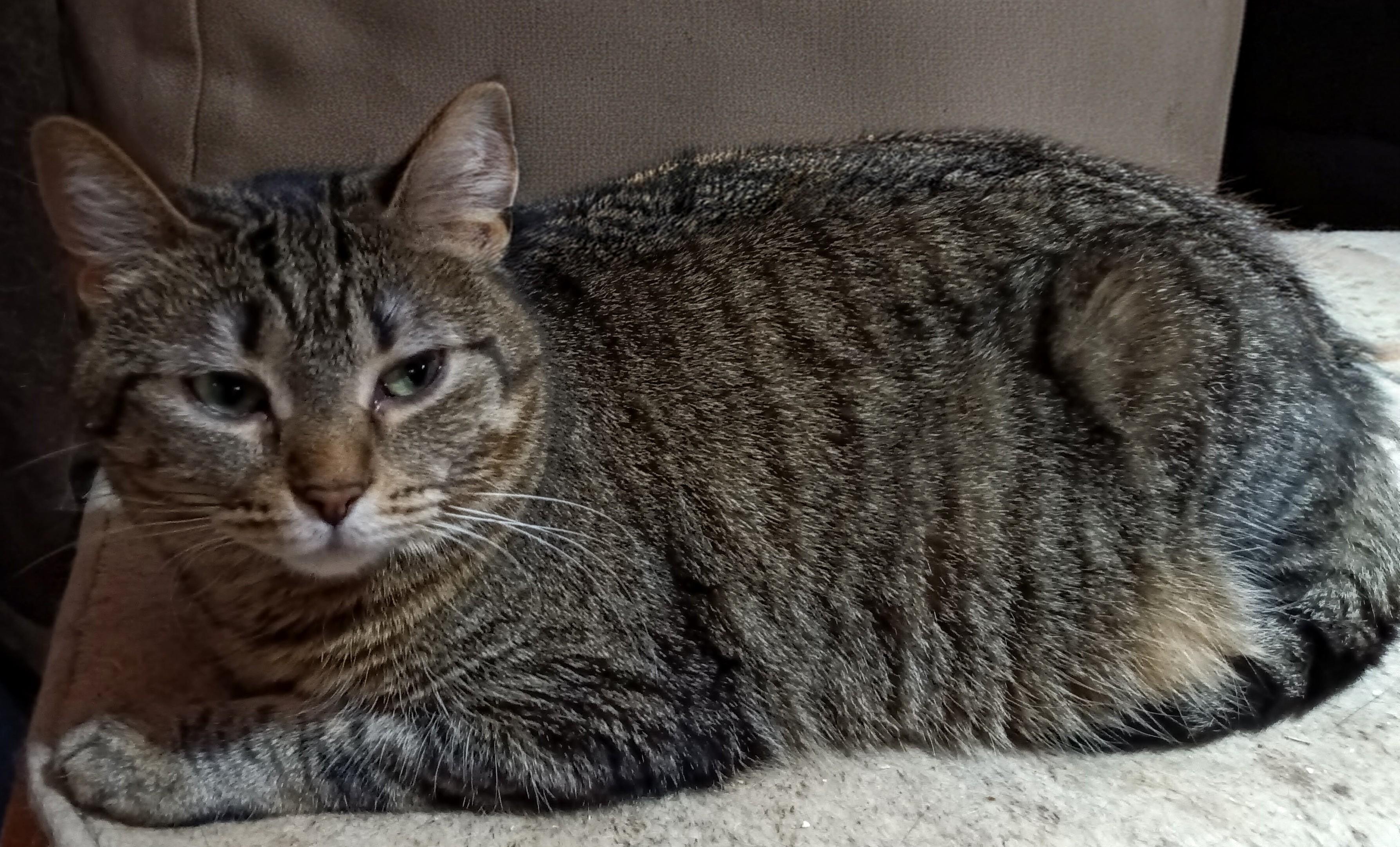 Winter, an adoptable mixed breed in Owatonna, MN image 4/5