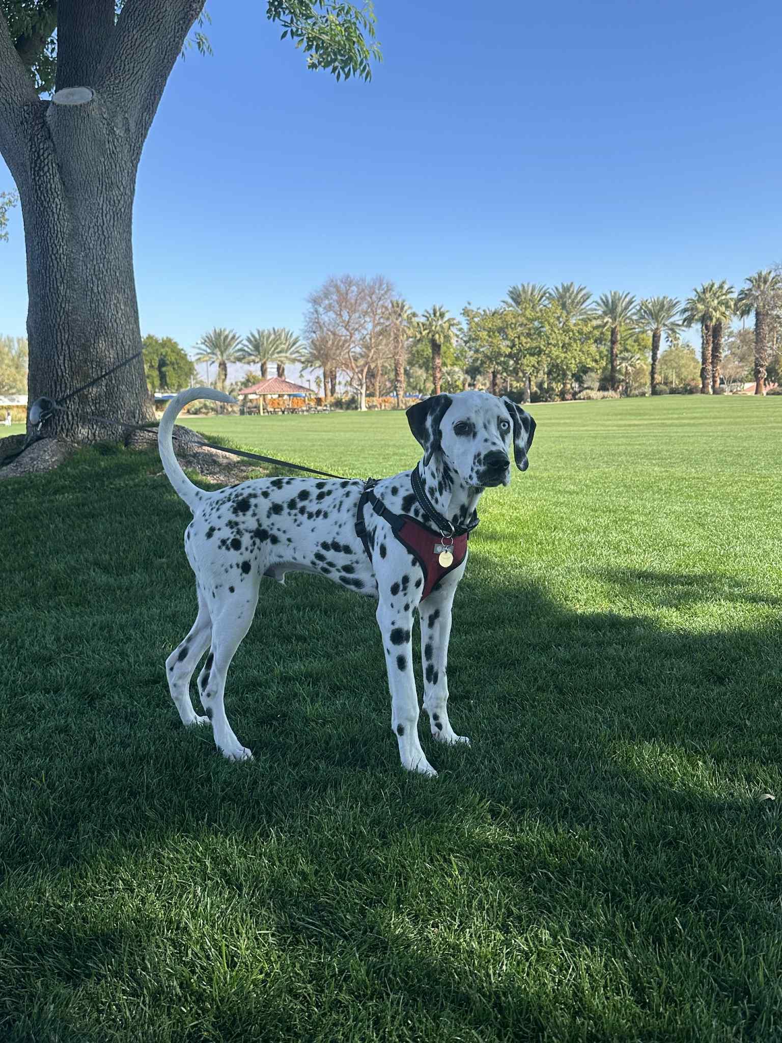 Chance, Baby Male Dalmatian