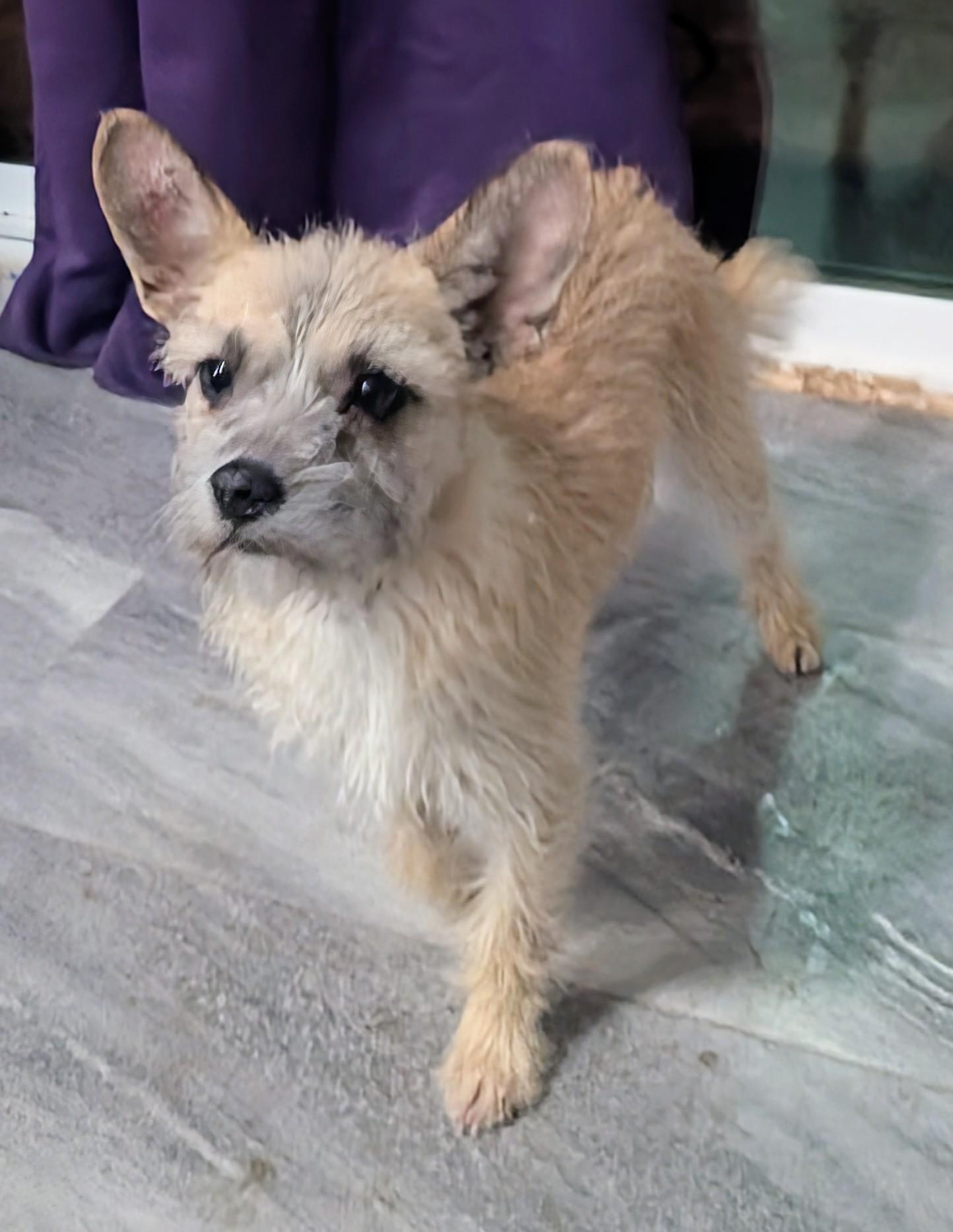 Enlarge Foxy, a ADOPTABLE mixed breed in Saint David, AZ image 2/4