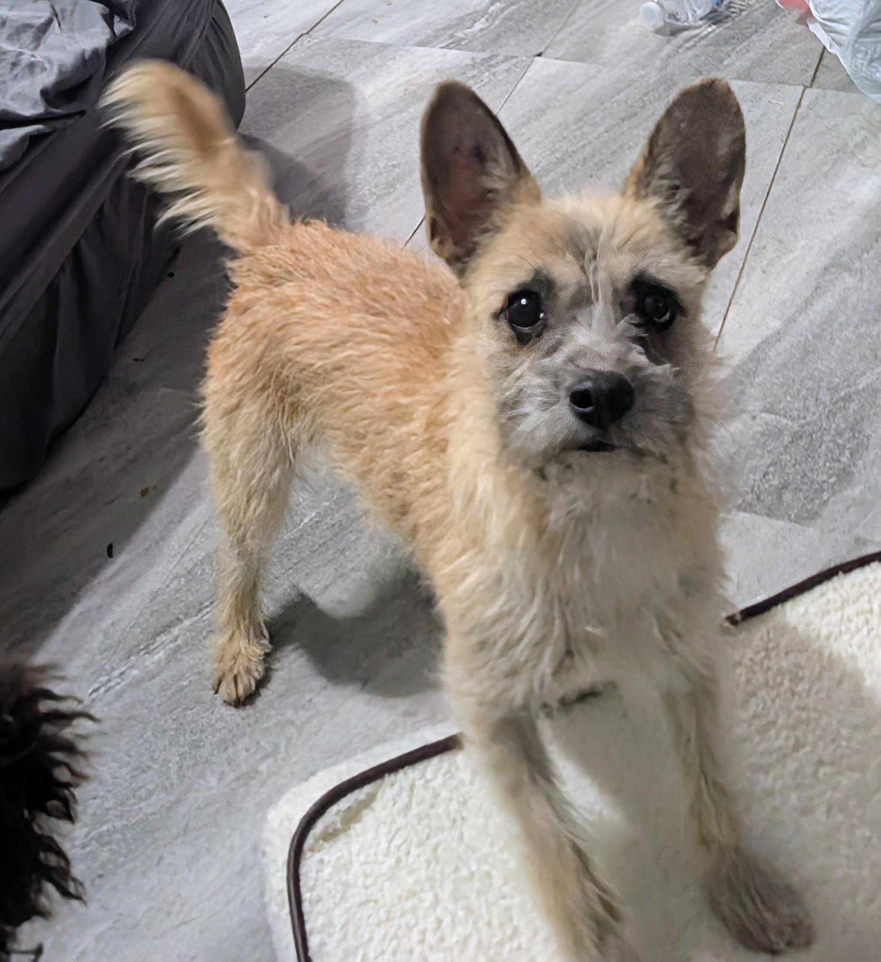 Foxy, ADOPTABLE, Young Female Fox Terrier.