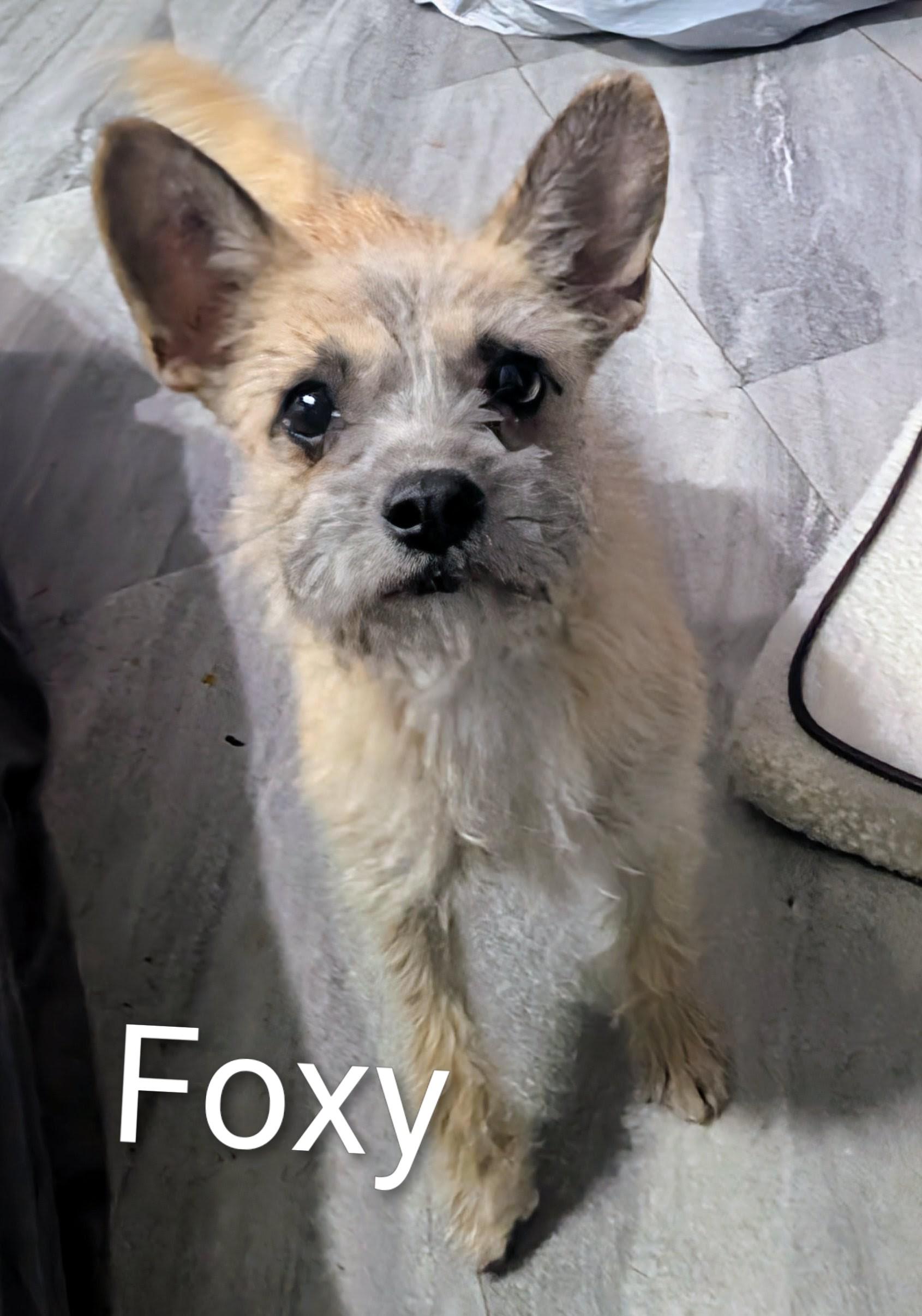 Enlarge Foxy, a ADOPTABLE mixed breed in Saint David, AZ image 4/4