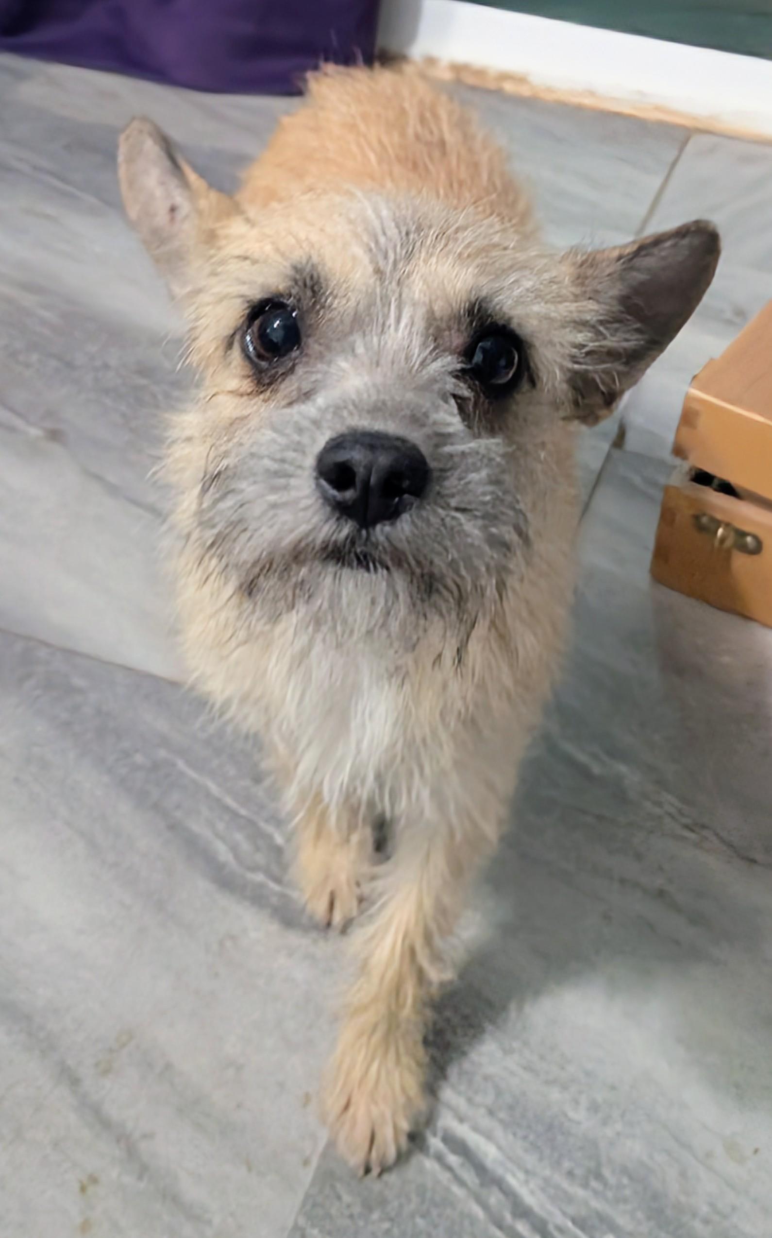 Enlarge Foxy, a ADOPTABLE mixed breed in Saint David, AZ image 3/4