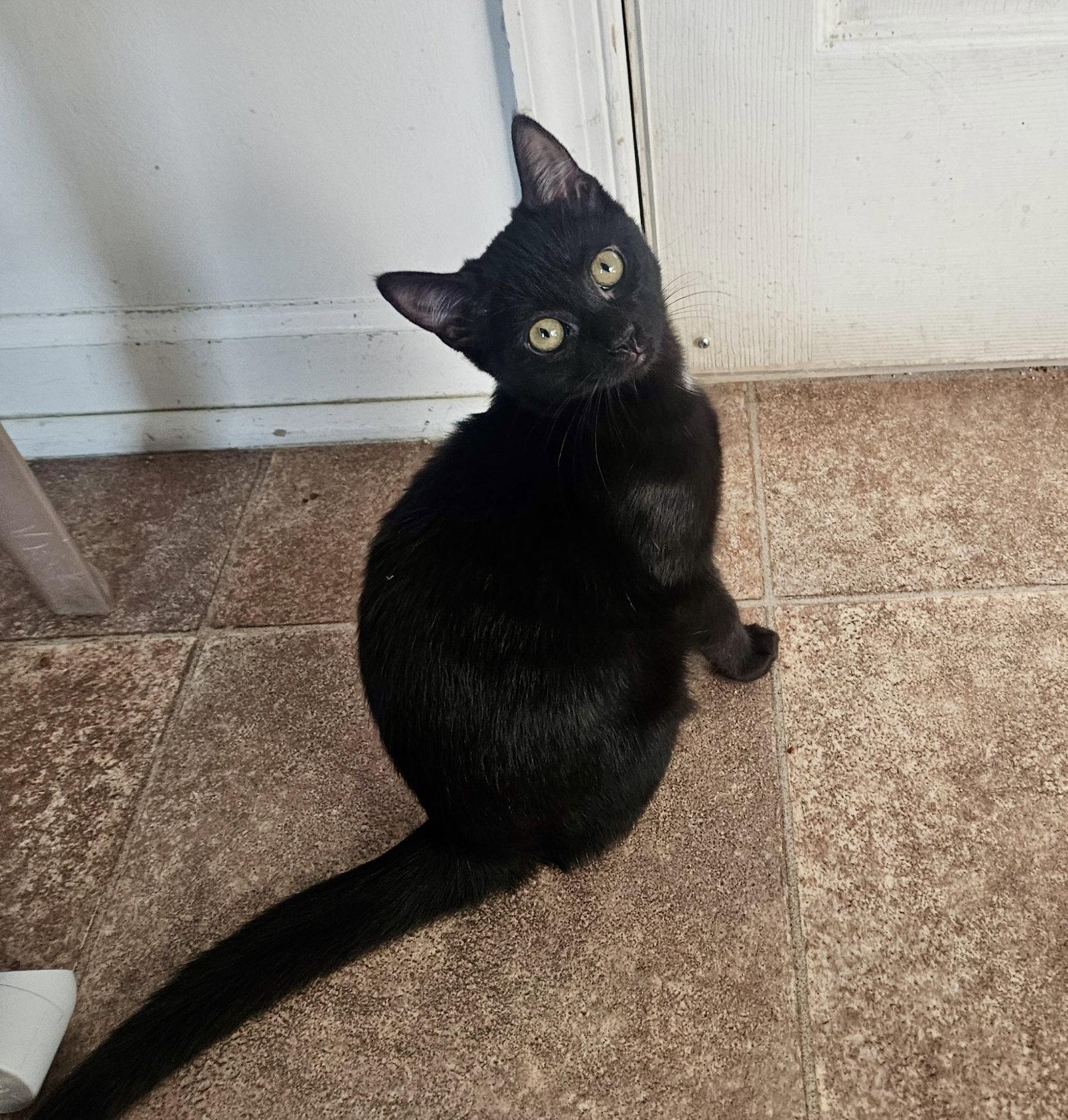 Enlarge Puffs, a Adoptable Domestic Short Hair in Penndel, PA image 2/3