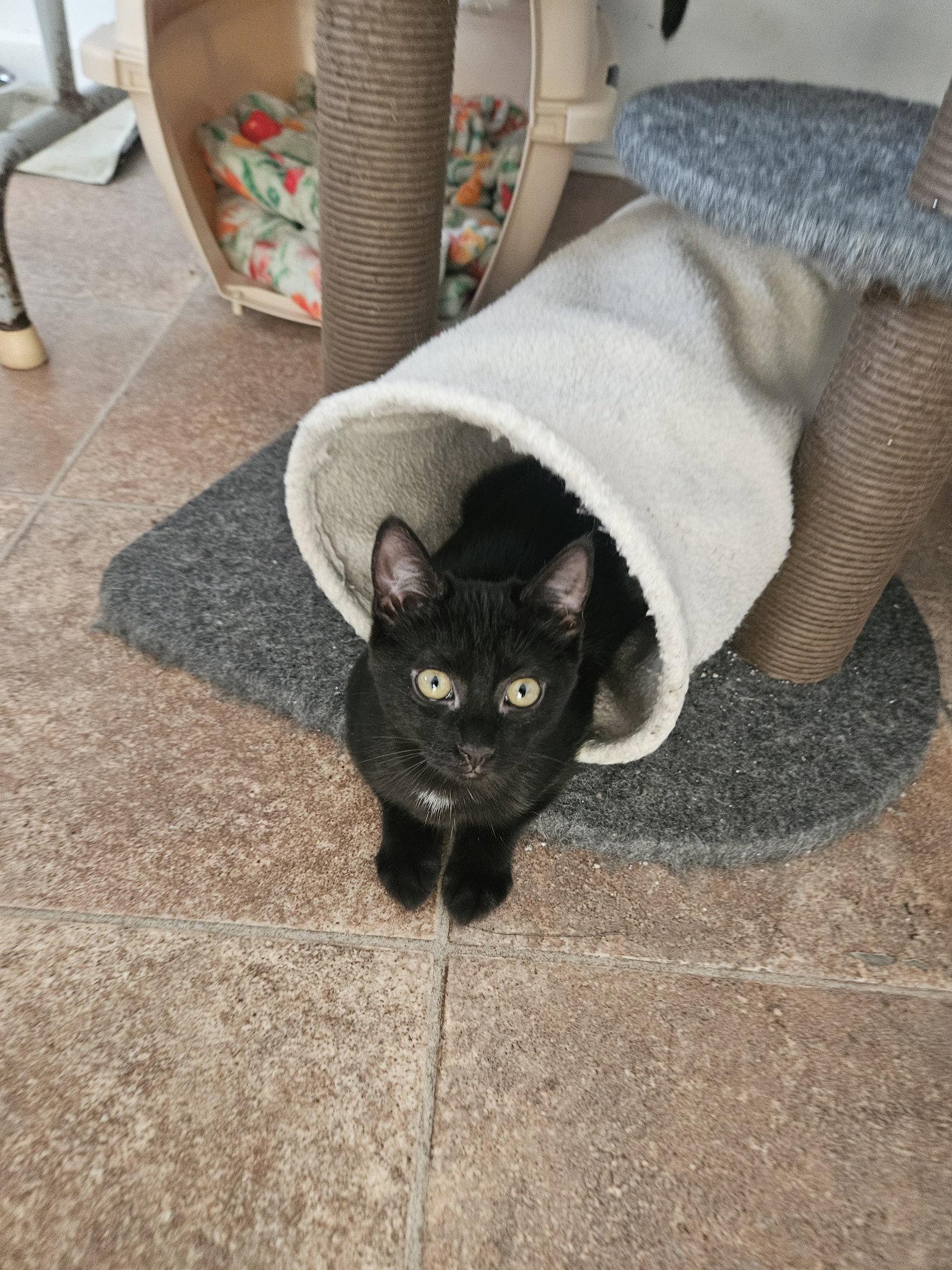 Enlarge Puffs, a Adoptable Domestic Short Hair in Penndel, PA image 3/3
