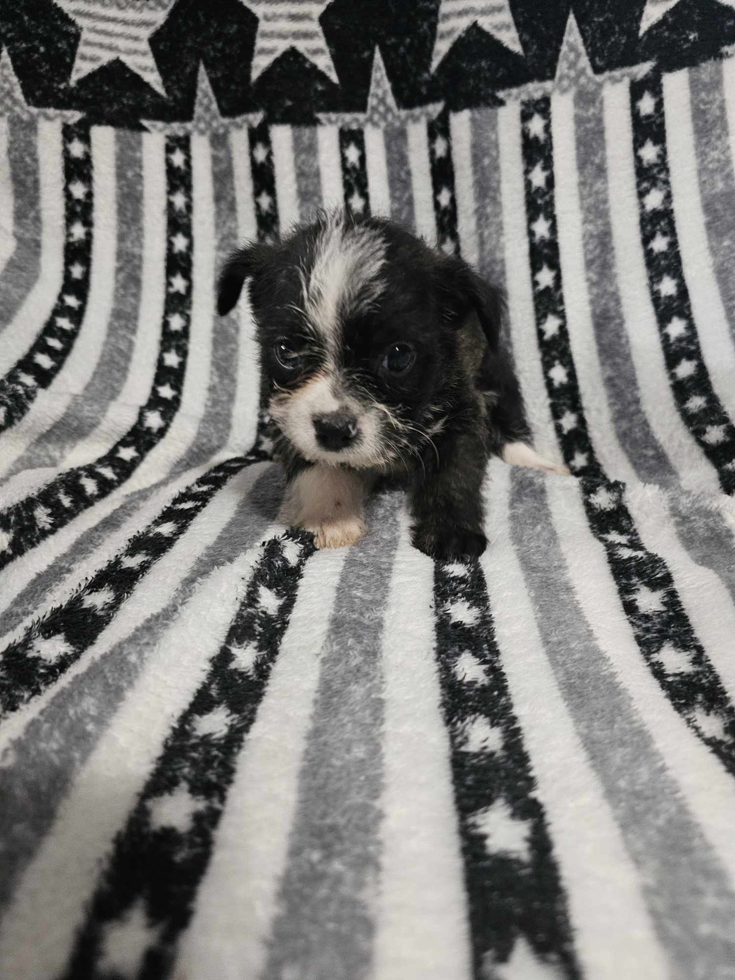 Puppy #4, Adopted, Puppy Female Boston Terrier.