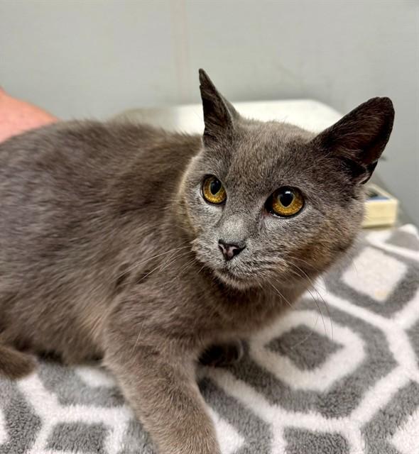 SAPPHIRE, Adoptable, Young Female Domestic Short Hair.