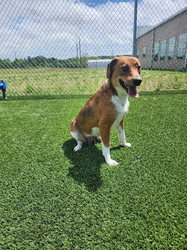 Aqua, Adoptable, Adult Female Mixed Breed.