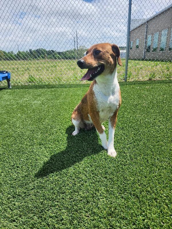 Enlarge Aqua, a Adoptable Mixed Breed in Jackson, TN image 2/5