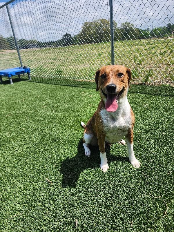 Enlarge Aqua, a Adoptable Mixed Breed in Jackson, TN image 3/5