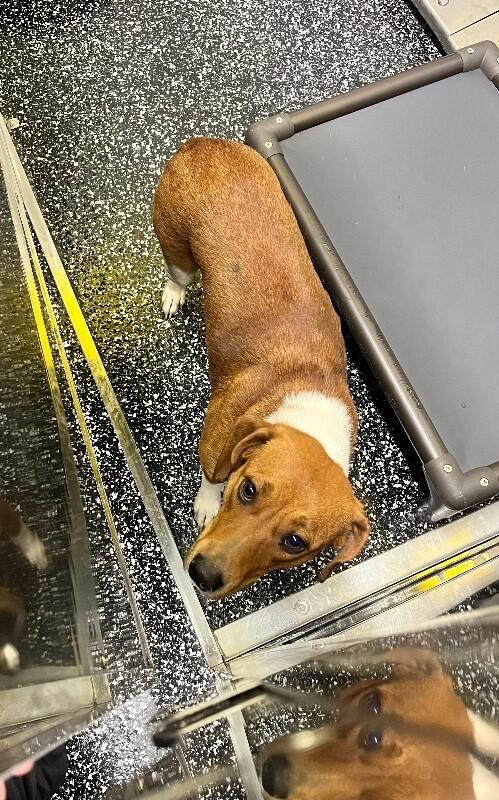 Enlarge Aqua, a Adoptable Mixed Breed in Jackson, TN image 4/5