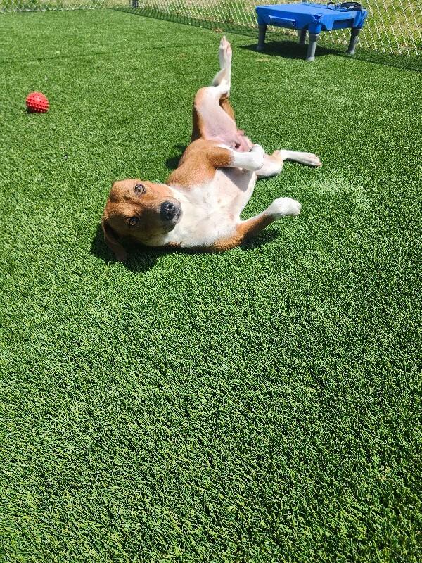 Enlarge Aqua, a Adoptable Mixed Breed in Jackson, TN image 5/5