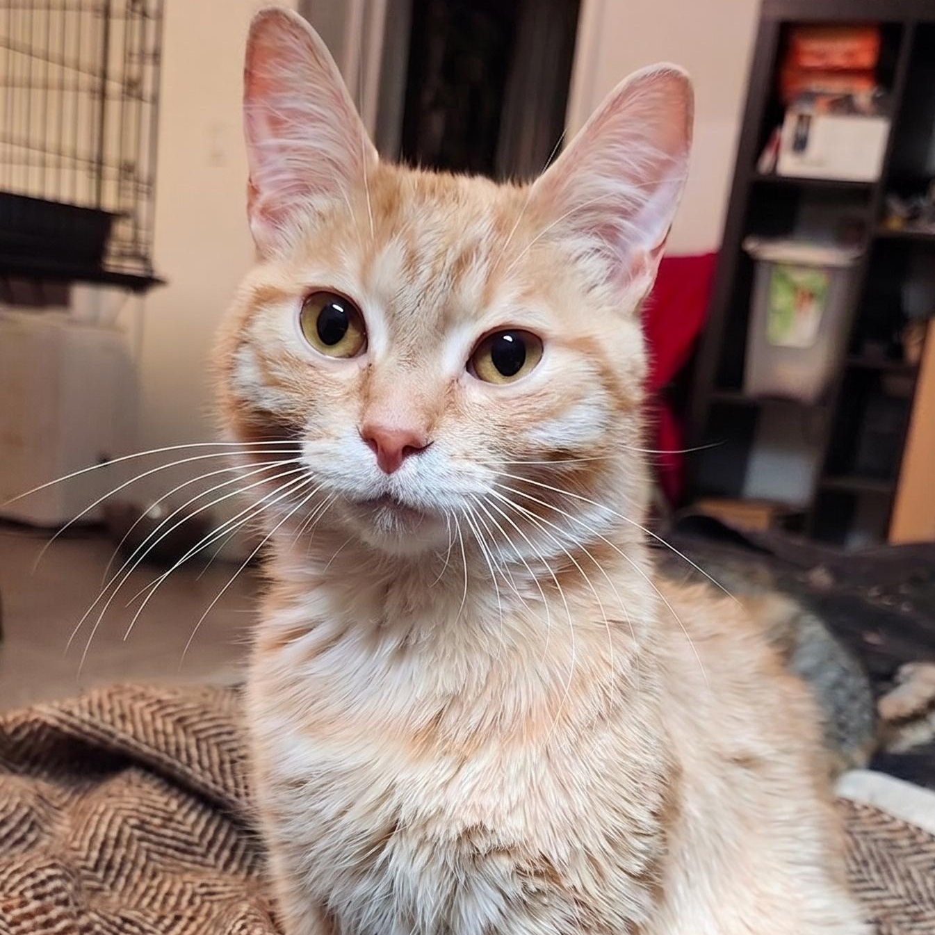 Orestes and Orion (The ginger brothers), an adoptable mixed breed in Scarborough, ON image 3/3