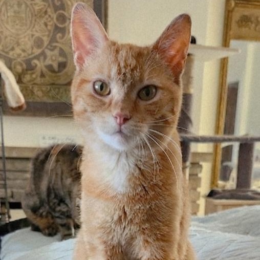 Orestes and Orion (The ginger brothers), an adoptable mixed breed in Scarborough, ON image 2/3
