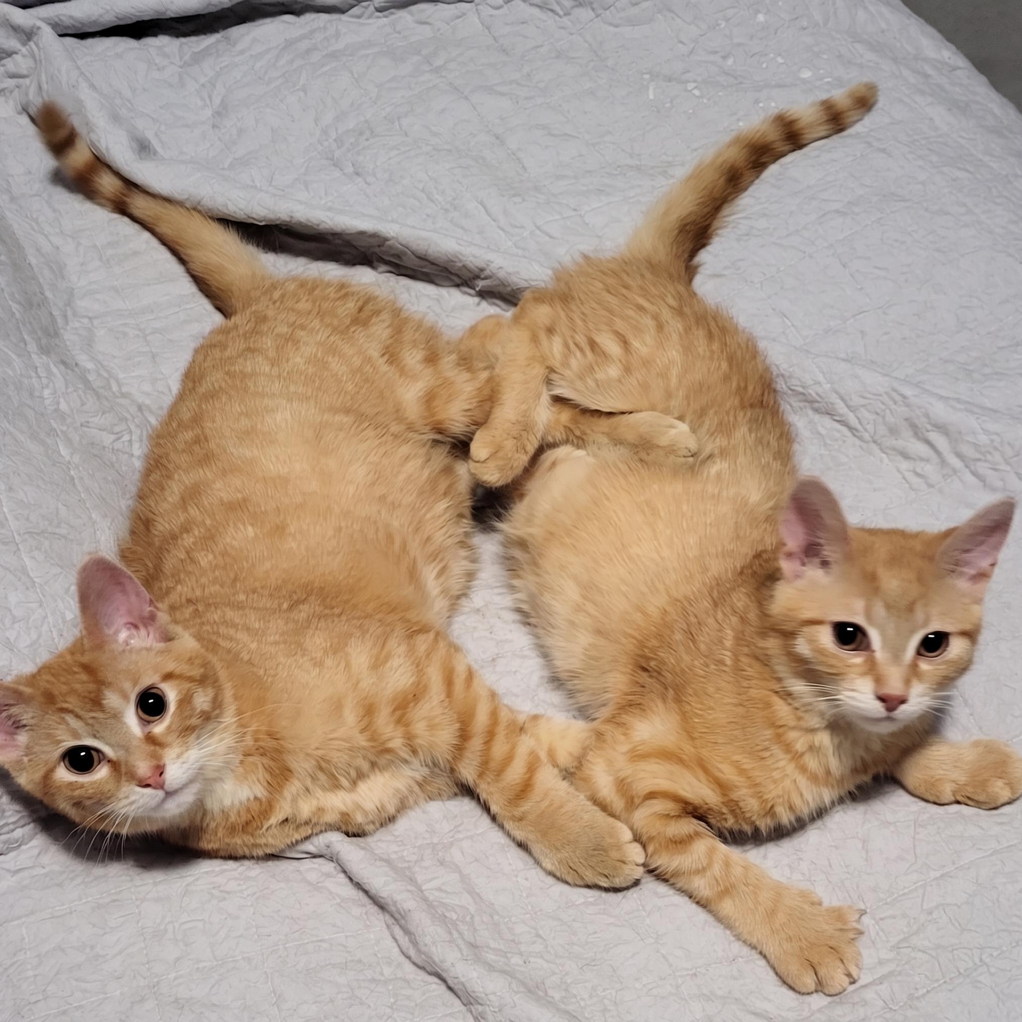 Orestes and Orion (The ginger brothers), an adoptable mixed breed in Scarborough, ON image 1/3