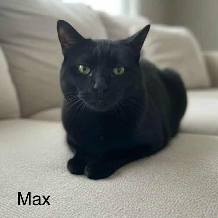 Max ~ Adopted 1/17/26, an adopted mixed breed in Livonia, MI image 1/4