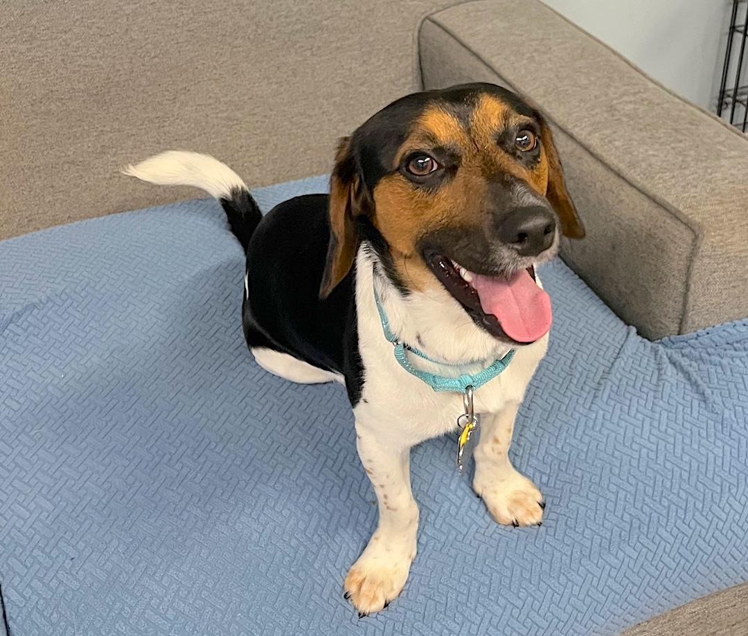 Cosmo, a ADOPTABLE mixed breed in Tomball, TX image 1/4